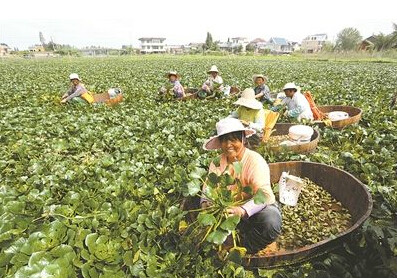 淤溪村菱角豐收