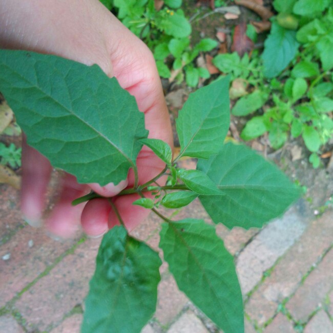 肉絲炒野菜