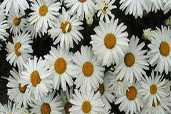 Leucanthemum × superbum \x27Silberprinzesschen\x27 LITTLE PRINCESS