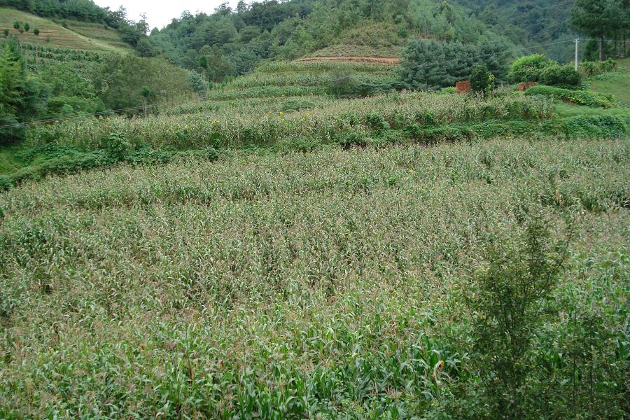 烏土塘自然村玉米種植業