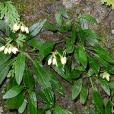 石山苣苔(石山苣苔（原變種）)