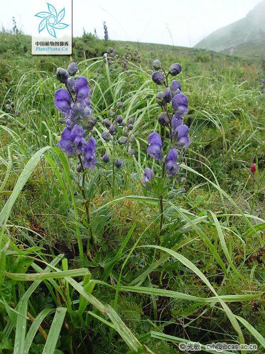 華北烏頭（變種）