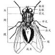 櫛跗粉蠅