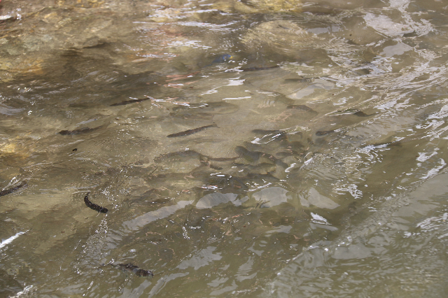 亞東鮭魚