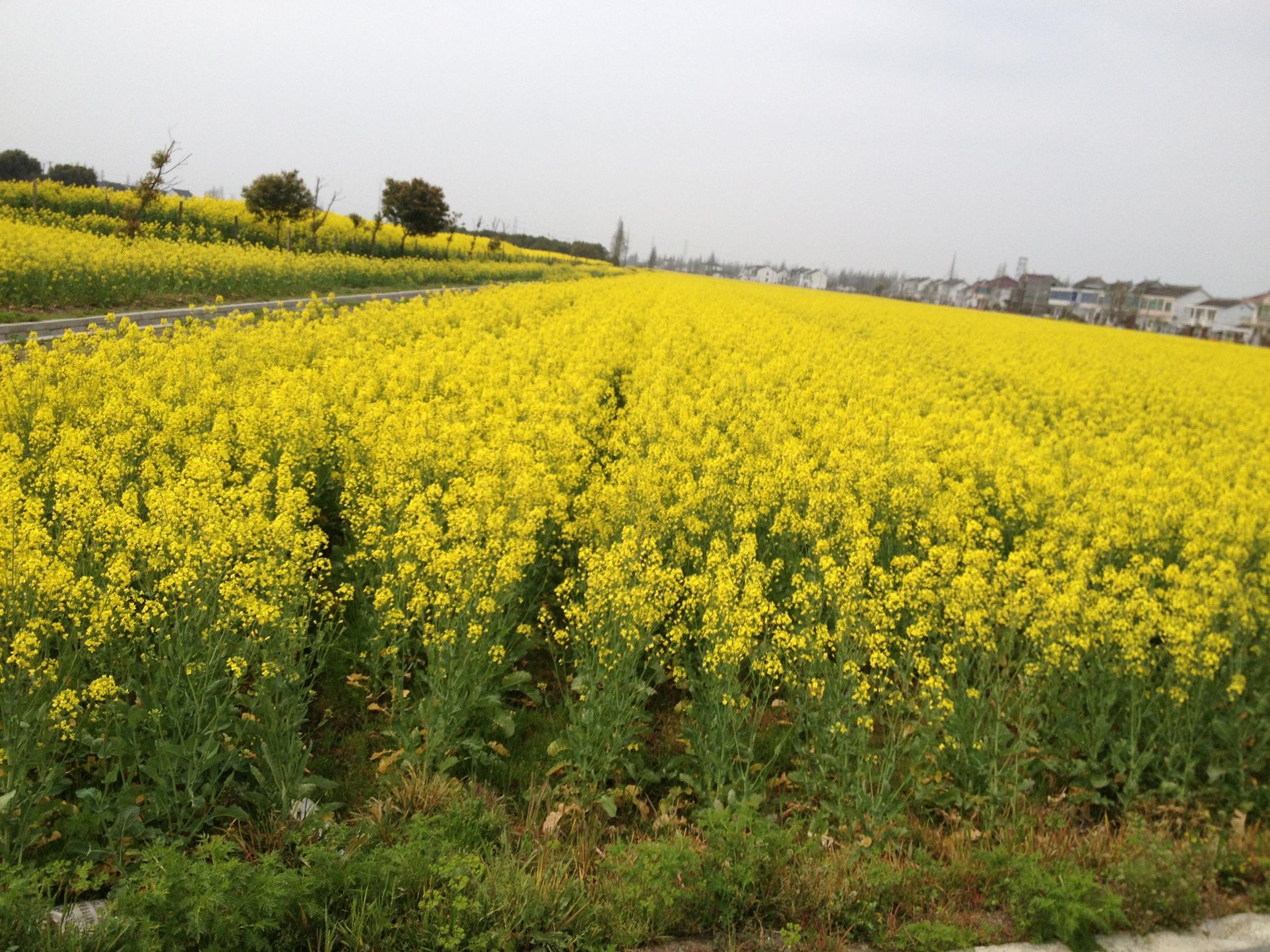 黃梅縣黃橋村