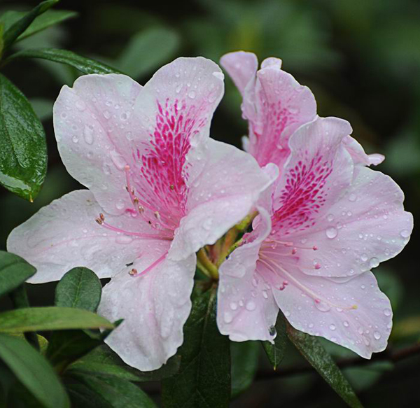 紅纓(杜鵑花屬)