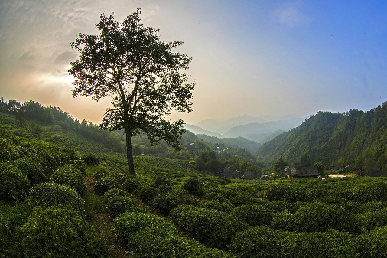 天茶村