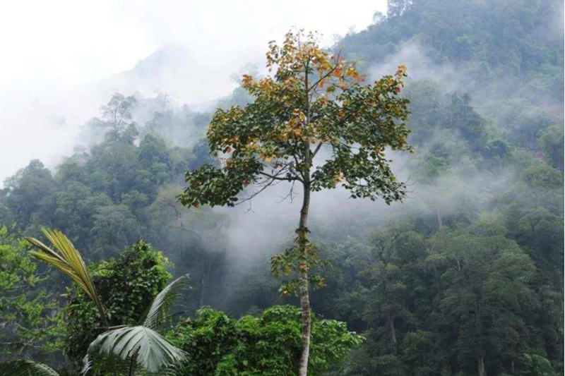 大圍山梧桐