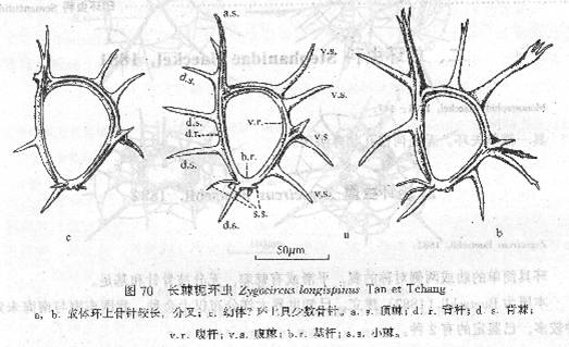 長棘軛環蟲