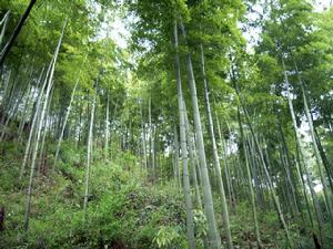 顧渚山茶園