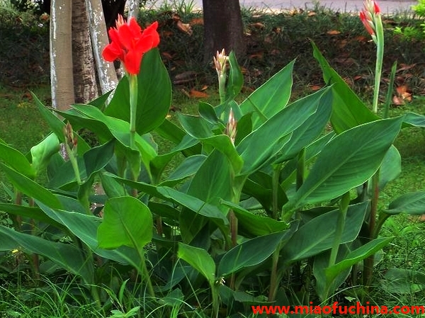 春植球根花卉