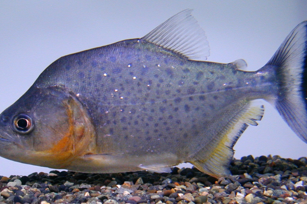 尖嘴食人魚