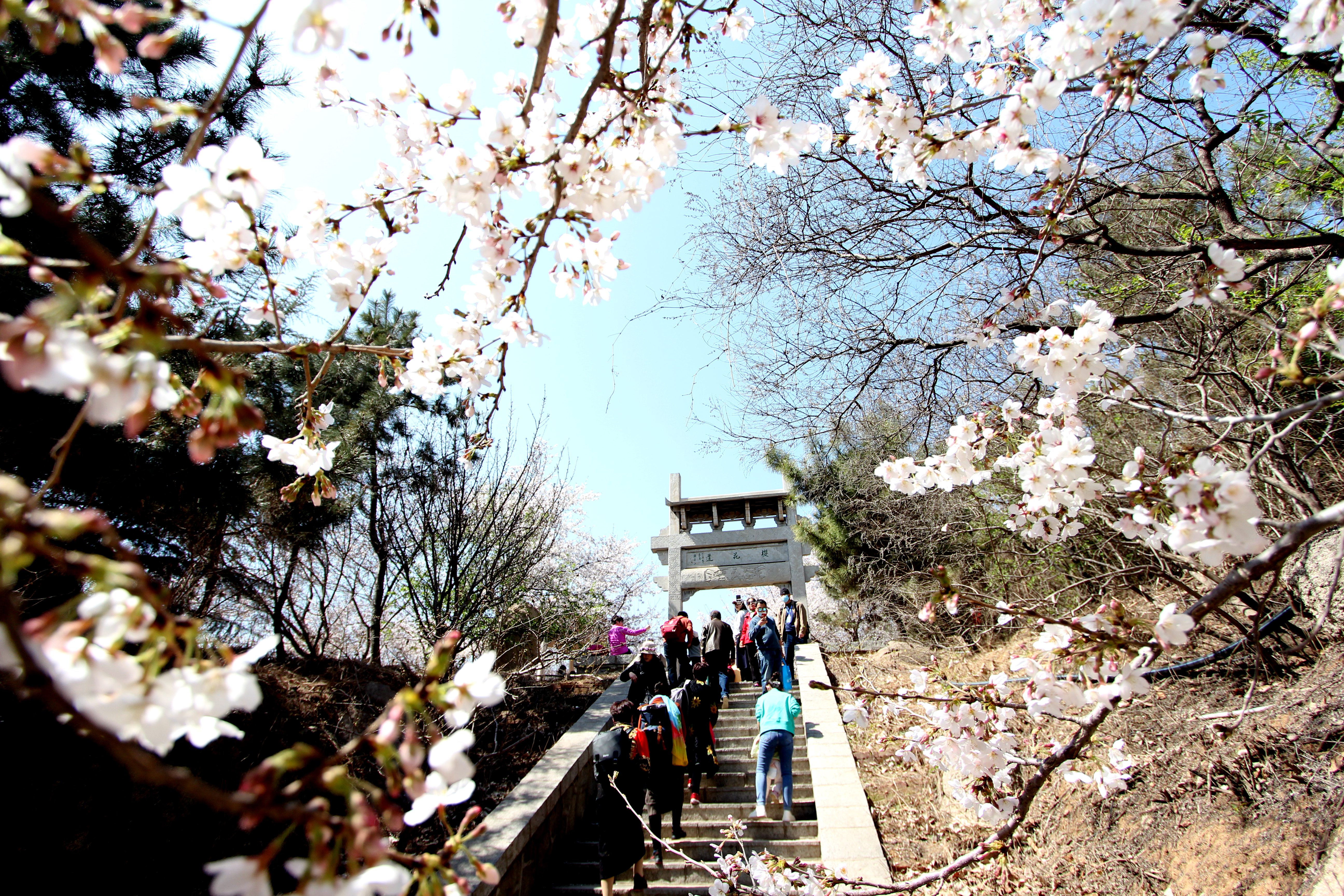 櫻花山