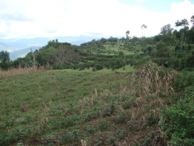 茶葉產業