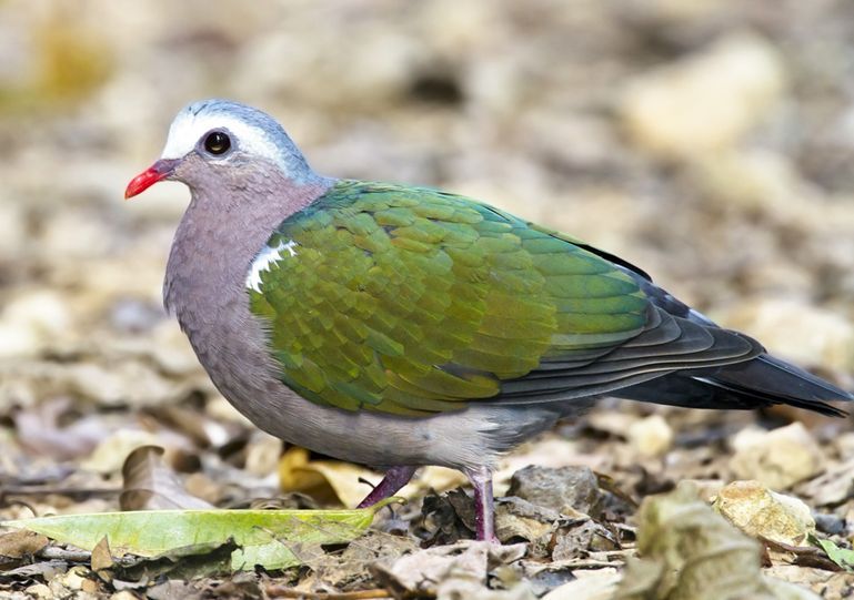 綠背金鳩尼科巴島亞種