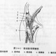 股動脈穿刺術