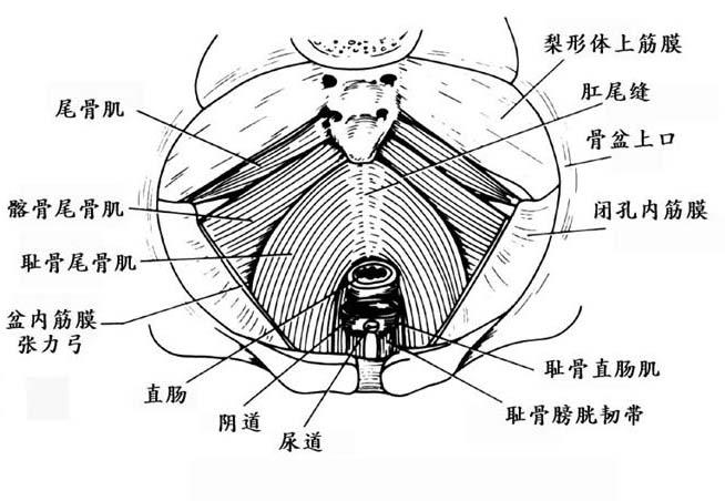 提肛肌綜合徵