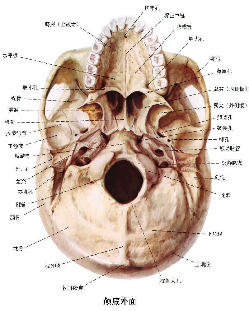 功能神經外科