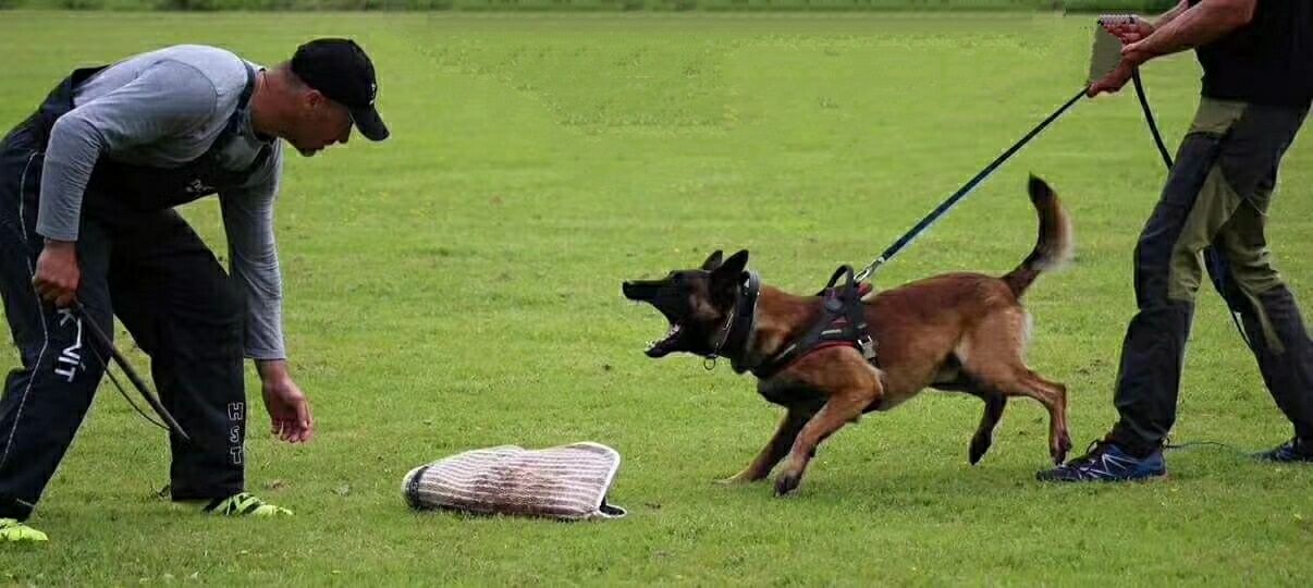 馬里努阿犬(比利時馬林諾斯犬)