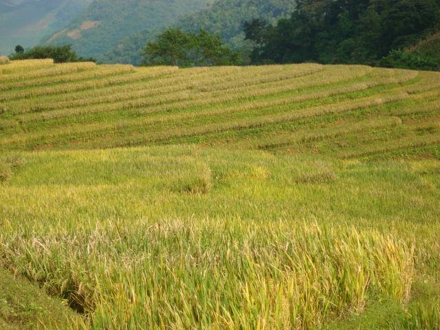 團樹村水田