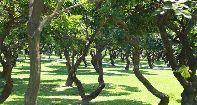 西麗生態公園