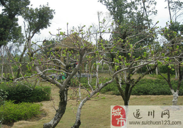 遂川龍泉公園