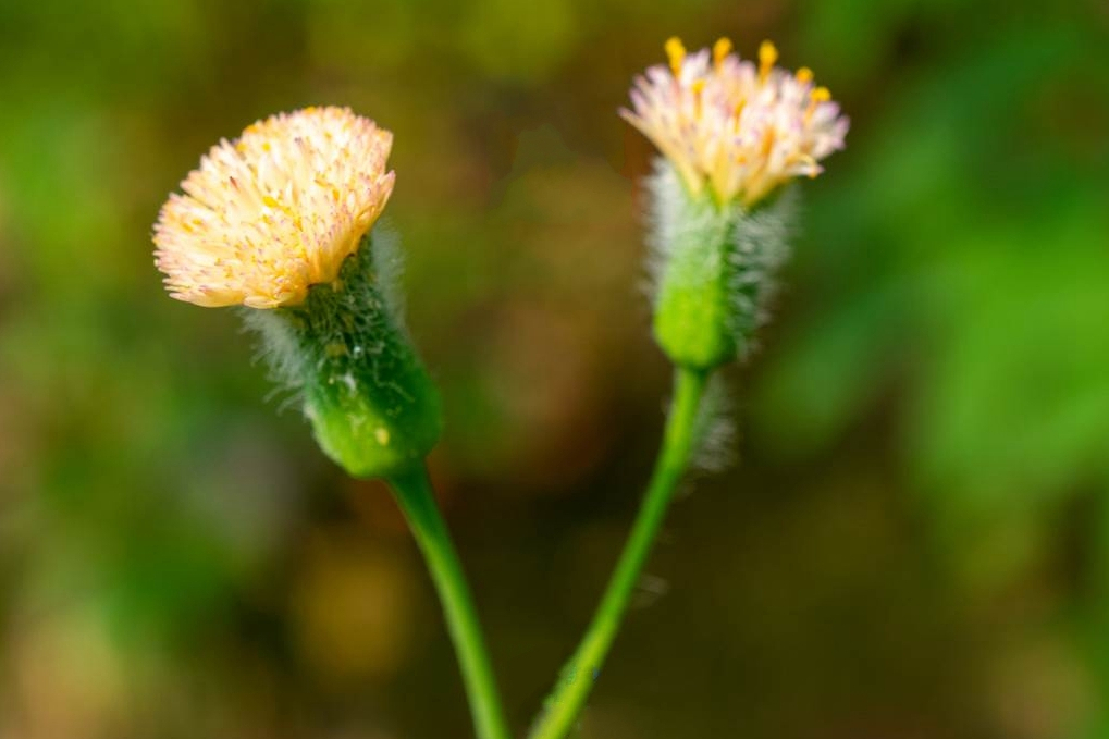 黃花紫背草