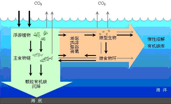 生物泵中的重要環節