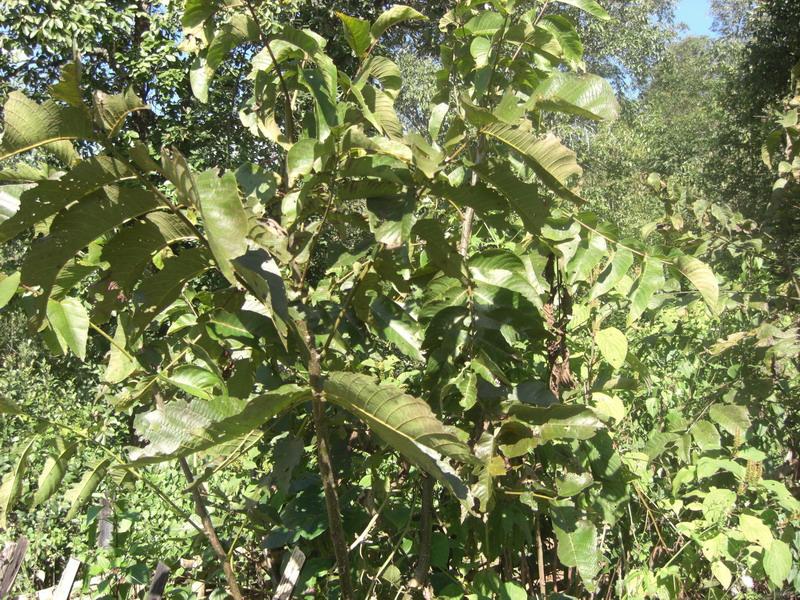 梅子樹自然村(雲南臨滄鎮康縣勐捧鎮丫口村委梅子樹自然村)