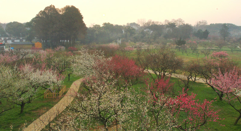 東湖梅園