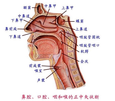 後葡萄腦膜炎