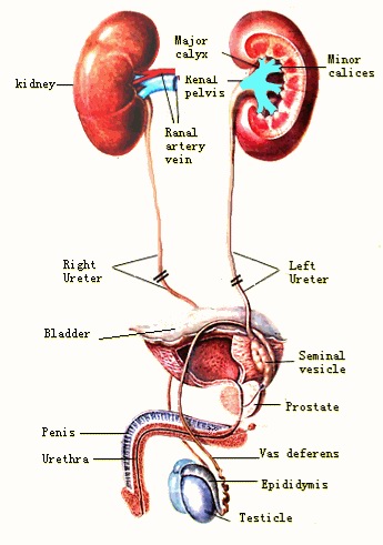 兒童腎盂腎炎