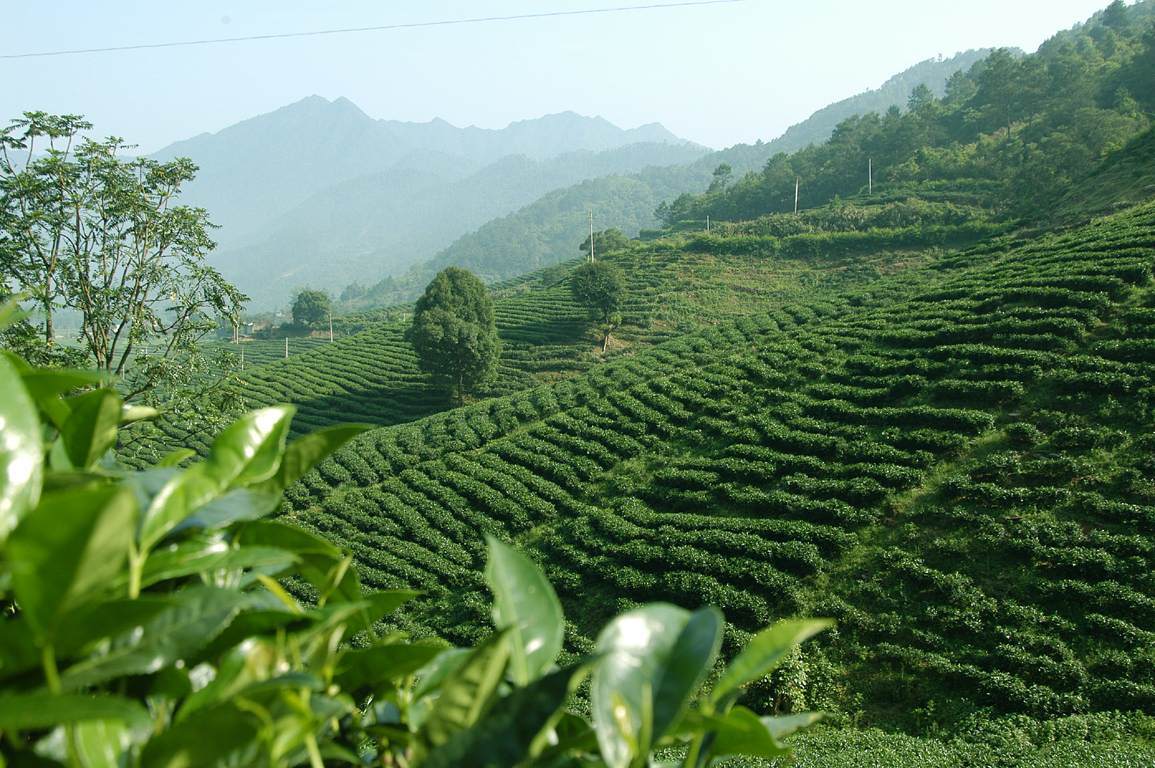 龍井茶園