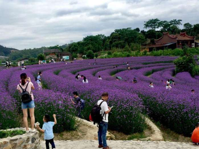 花之谷(中國福建的花海旅遊景點)