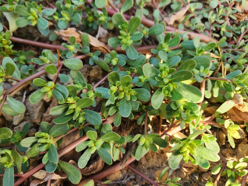 馬齒莧(豬母菜)