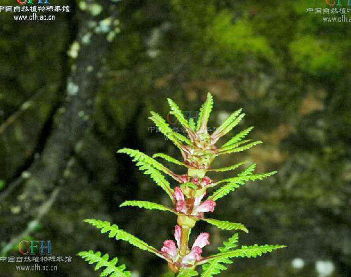 大王馬先蒿立氏亞種