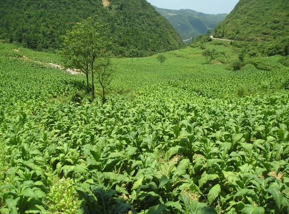 仁懷市小山頭村