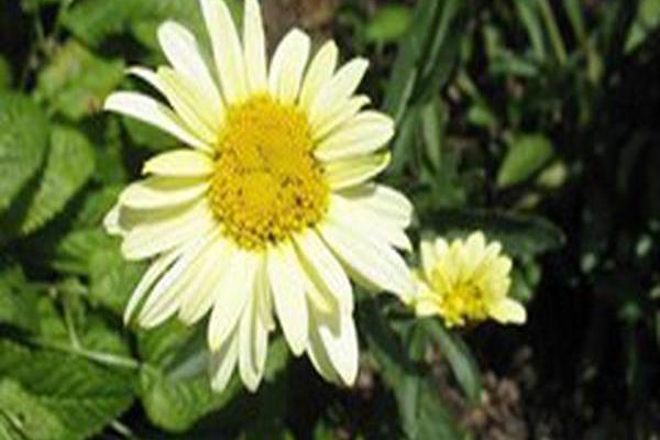 Leucanthemum × superbum BANANA CREAM