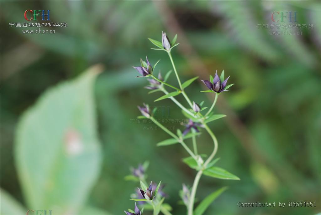 淡黃獐牙菜