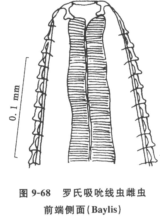 吸吮線蟲病