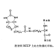 乙醯輔酶A羧化酶(乙醯CoA羧化酶)