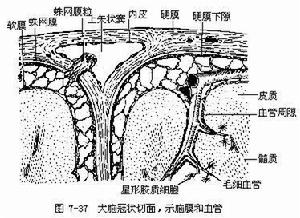 血腦屏障