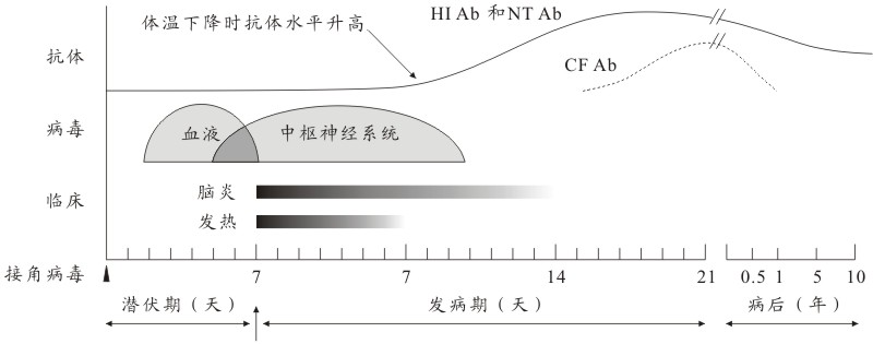 流行性乙型腦炎病毒(日本腦炎病毒)