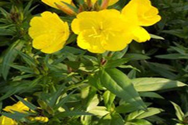 Oenothera fruticosa \x27Summer Solstice\x27