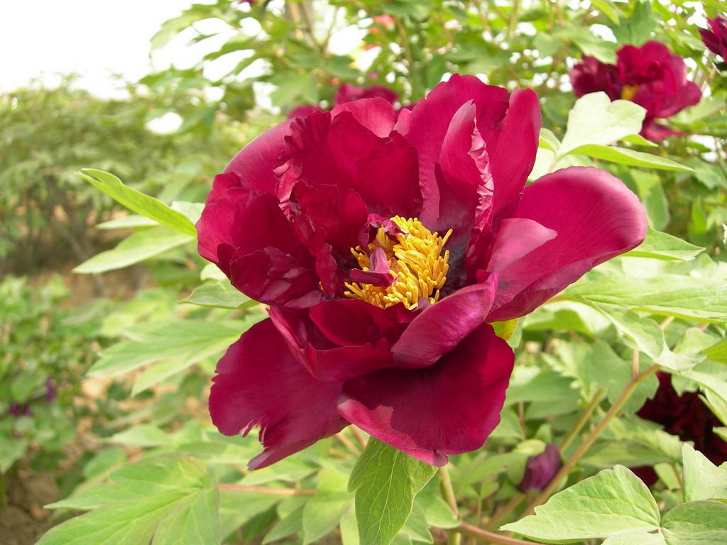 向陽紅(芍藥屬牡丹花)