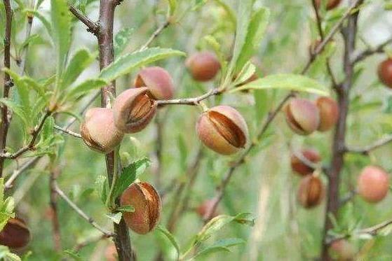 長柄扁桃豐產優株189號