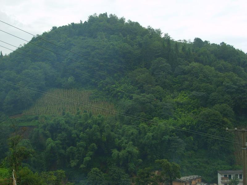 新安里村的生態林