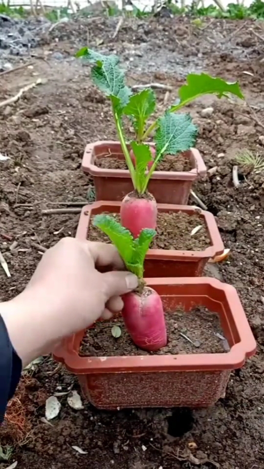 蘿蔔(十字花科蘿蔔屬植物)