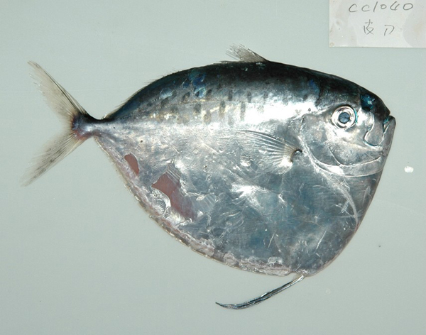 眼鏡魚（Mene maculata）