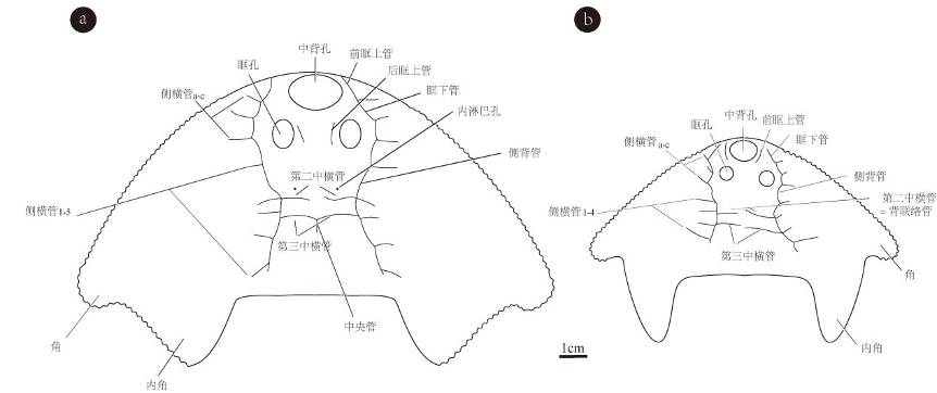 眼鏡蛇大庸魚